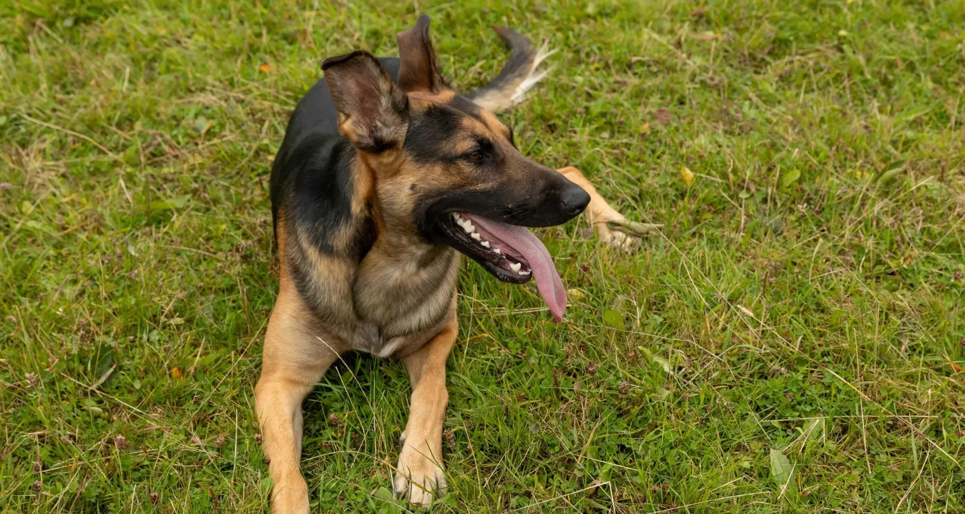 Dog saved by Ethical dog training