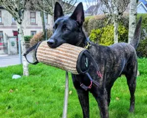 Dutch shepherd in training