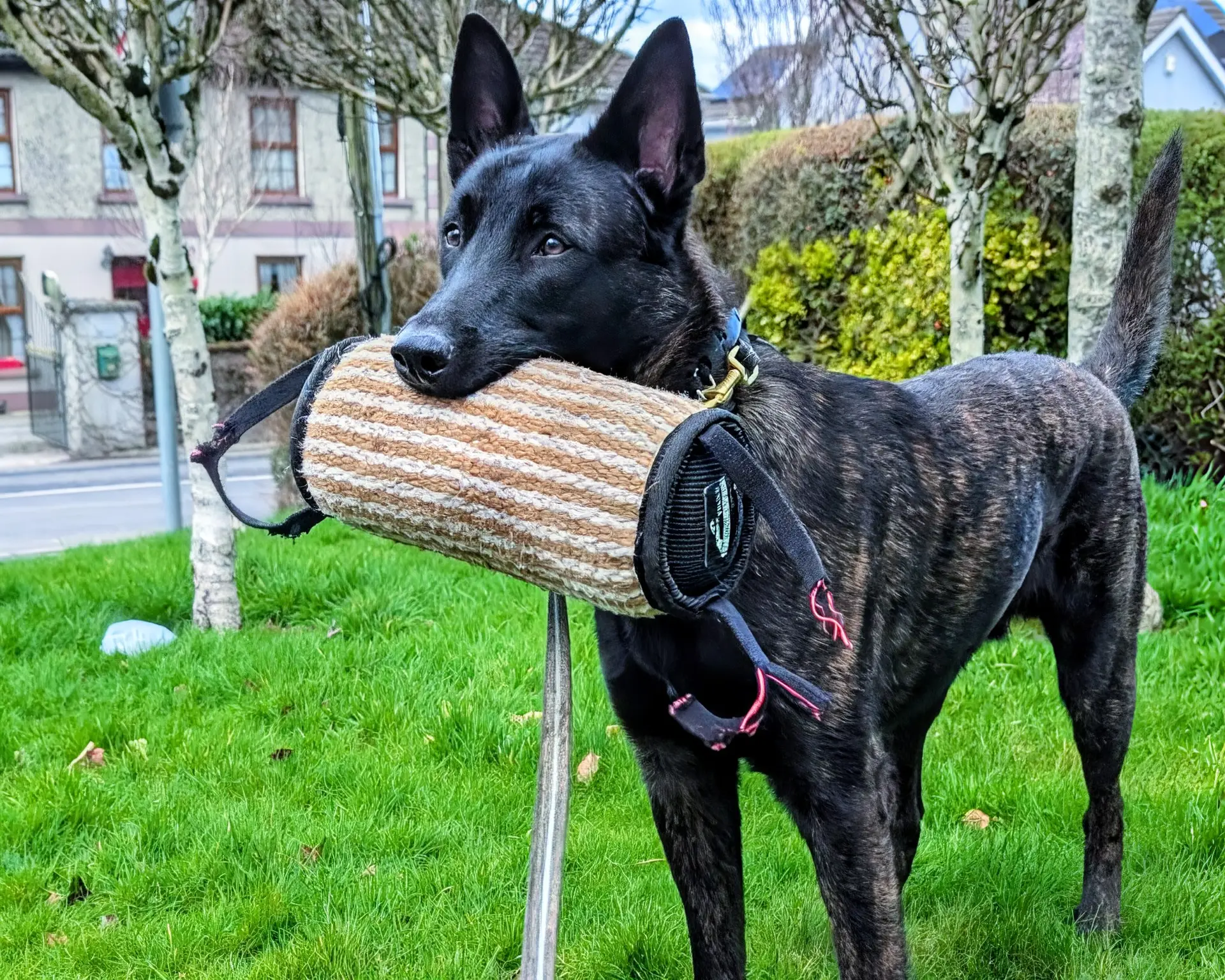 Dutch shepherd in training