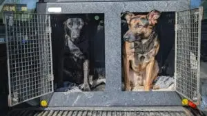 2 working dogs in crash tested DT box