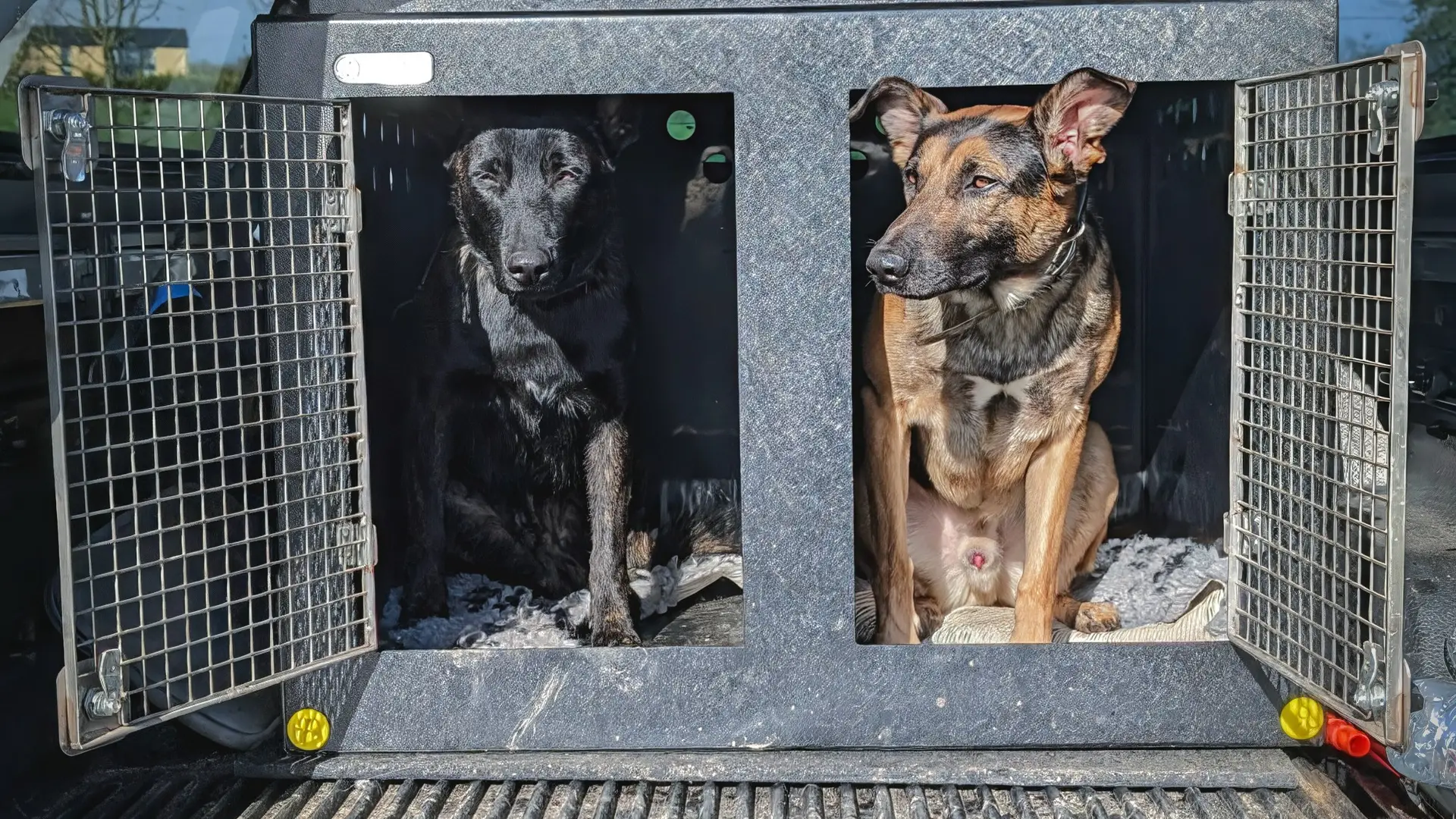 2 working dogs in crash tested DT box