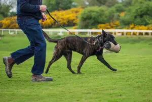 No anxious dog here; Dutch shepherd posession game