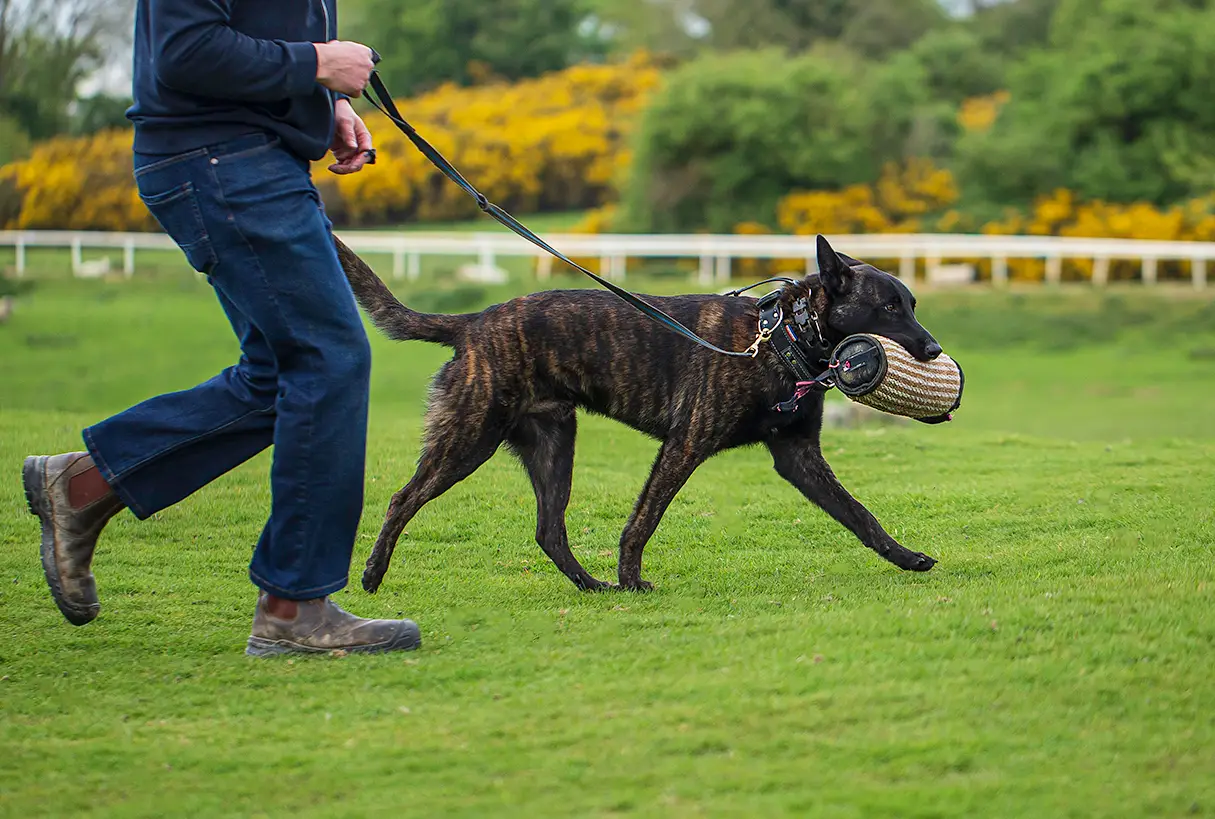 No anxious dog here; Dutch shepherd posession game